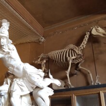 Na omari levo je okostje konja in desno okostje jelena.