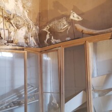 Okostje velike mačke in divje svijnje. Mamutova kost. Poškodovanje police podirajoče stavbe.