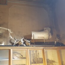 Okostje jelena, ptičev in kost dela kitovega gobca.