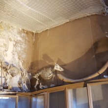 Velika kost je del Mamuta, ki ga je izkopal pri Chartresu.