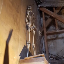 Človeško okostje ženske - znano zaradi velikoste medenice.