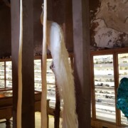 Nagančen navandem pav, ki je imel albinizem, zraven so zobi narvala.