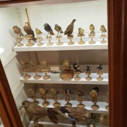 Zbirka ptic iz območja okoli Dampierre-a.