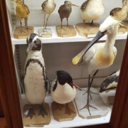 Pingvina je dal v vitrino med živali, ampak očitno ga je dobil drugje.