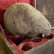 Mumificirana glava ene živali.