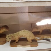 Kune, pri njih je raziskoval, kako se spreminja gostota njegovega kožuha skozi leto.