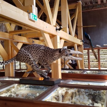 Kabinet z živalsko in geološko zbirko,