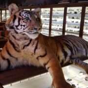 Sibirski tiger današnjega lastnika.