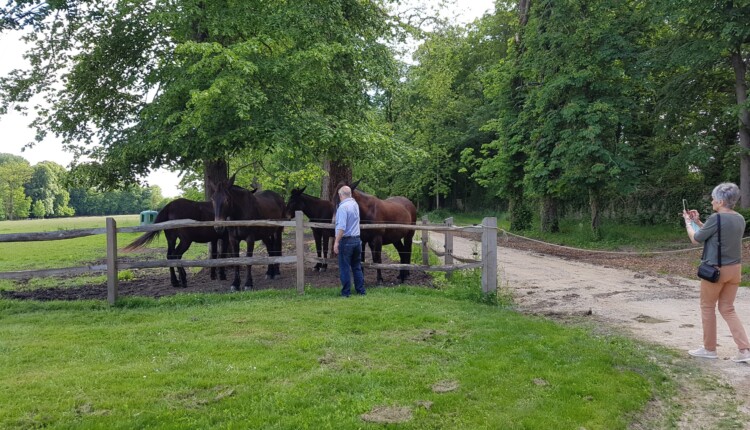Ameriške mule, ki jih je Franky Mulliez pripeljaj sem. Vprežejo jih v voze za vodene oglede gostov.
