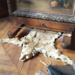 Levinja Fatma, ki se je skotila pri Rosi in z njo živela 3 leta.