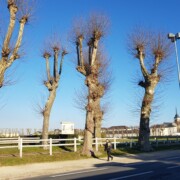 Javno parkirišče na vojaškem terenu pred konjeniško šolo.