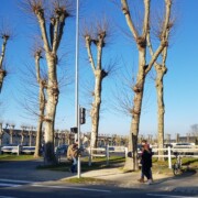 Javno parkirišče na vojaškem terenu pred konjeniško šolo.